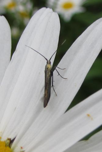 Coleophora sp.